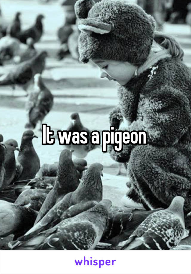 It was a pigeon 