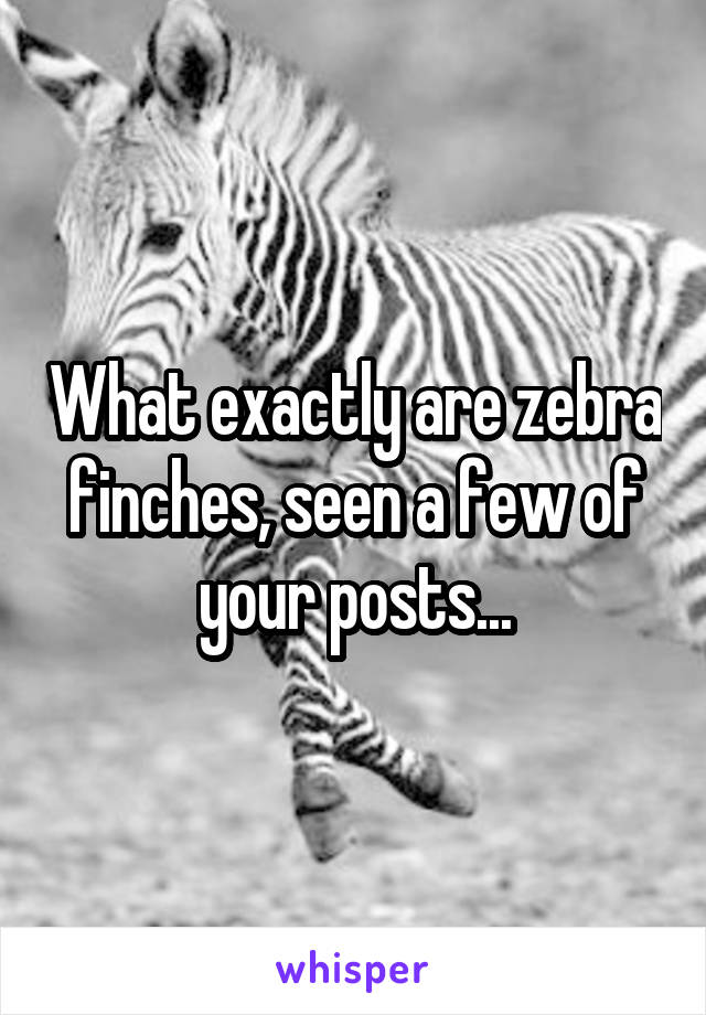 What exactly are zebra finches, seen a few of your posts...