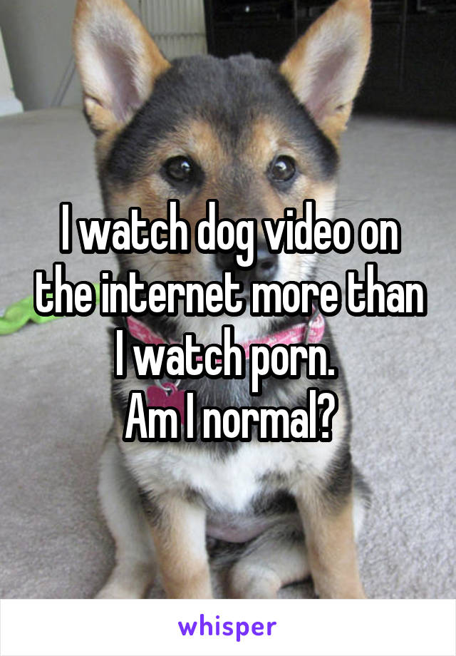 I watch dog video on the internet more than I watch porn. 
Am I normal?