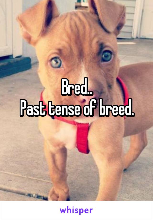 Bred..
Past tense of breed.
