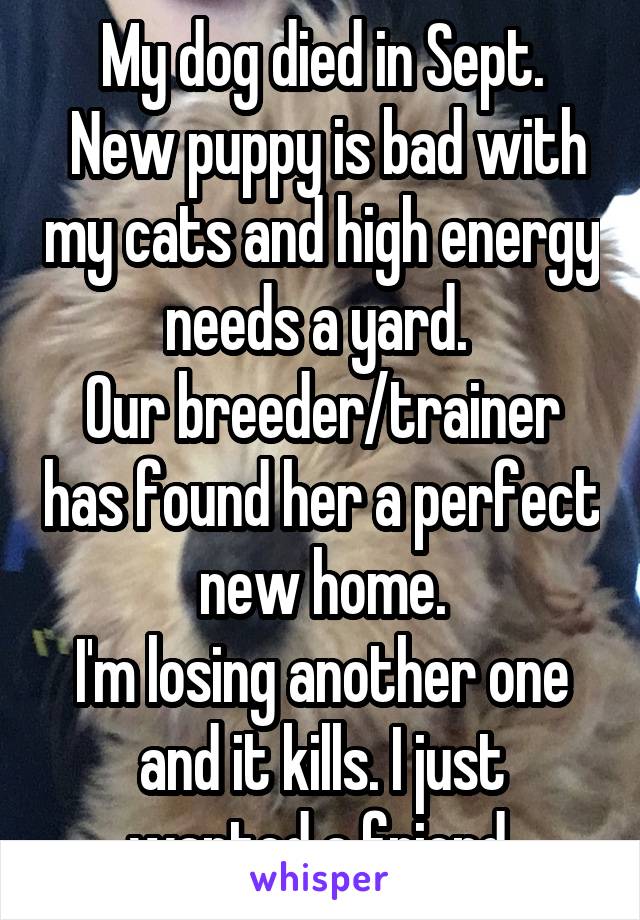 My dog died in Sept.
 New puppy is bad with my cats and high energy needs a yard. 
Our breeder/trainer has found her a perfect new home.
I'm losing another one and it kills. I just wanted a friend.