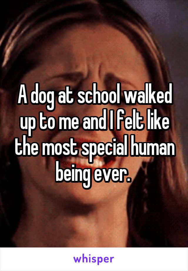 A dog at school walked up to me and I felt like the most special human being ever. 