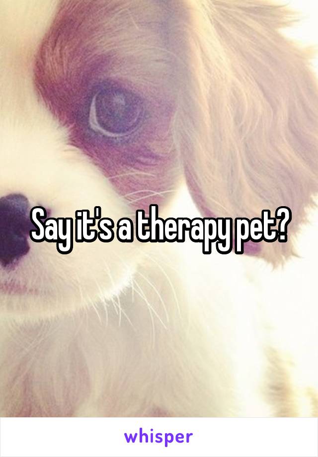 Say it's a therapy pet?