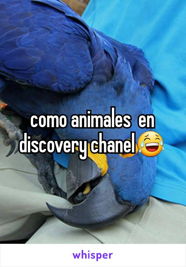 como animales  en discovery chanel😂