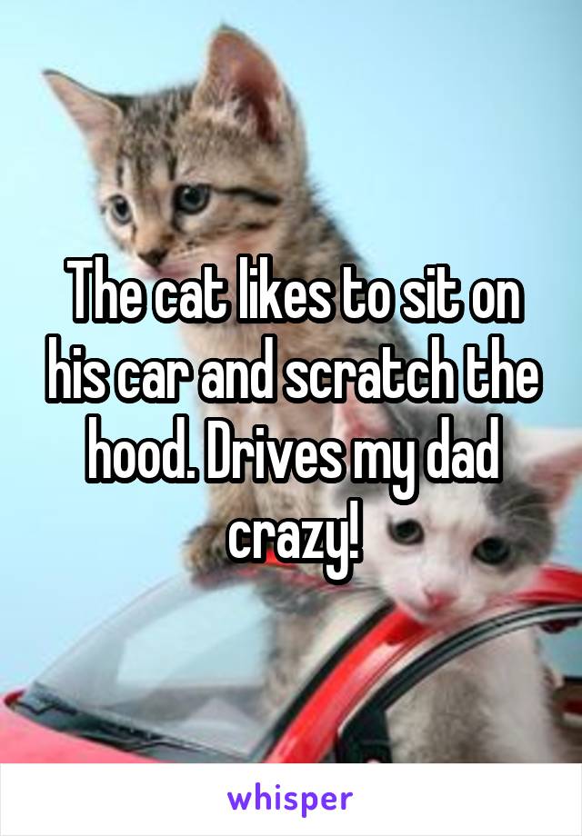 The cat likes to sit on his car and scratch the hood. Drives my dad crazy!
