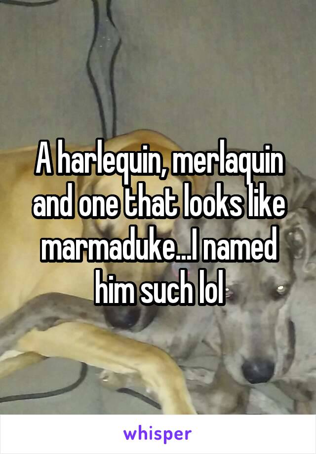 A harlequin, merlaquin and one that looks like marmaduke...I named him such lol