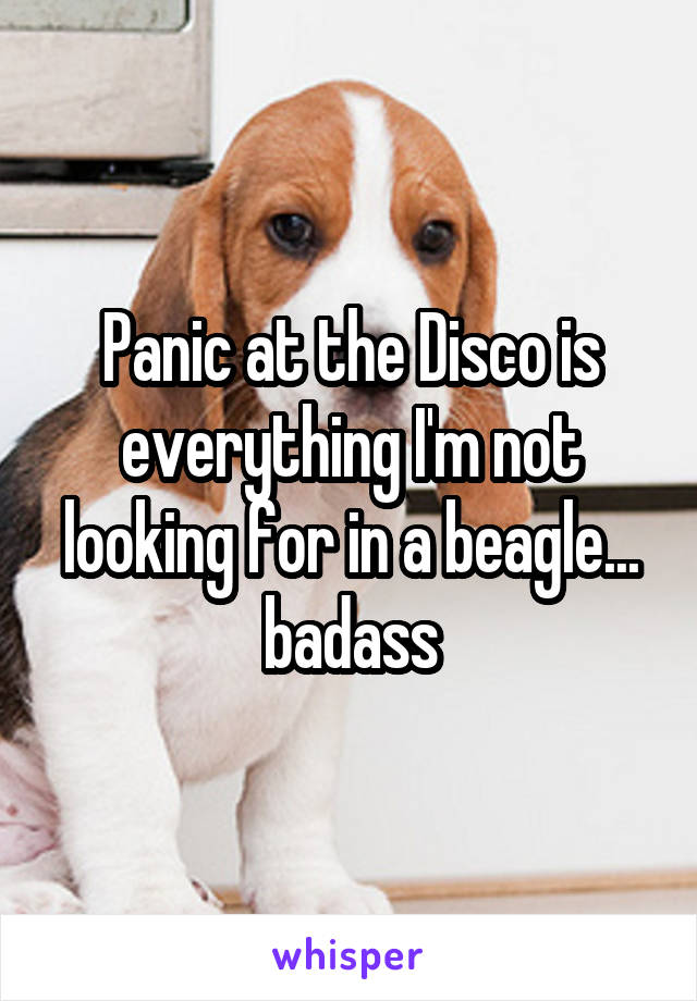 Panic at the Disco is everything I'm not looking for in a beagle... badass