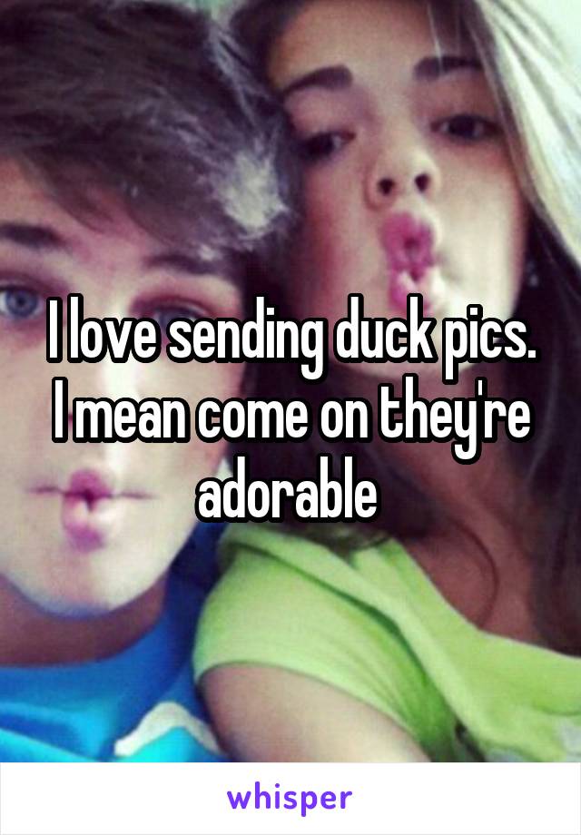 I love sending duck pics. I mean come on they're adorable 