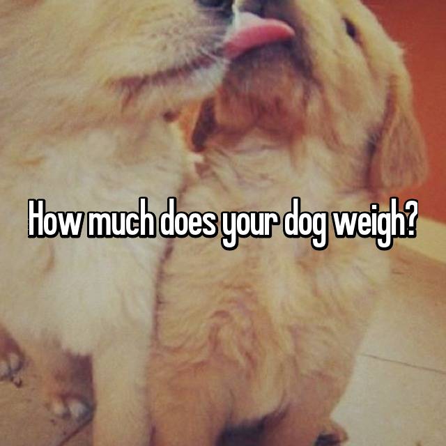 How much does a dog weigh