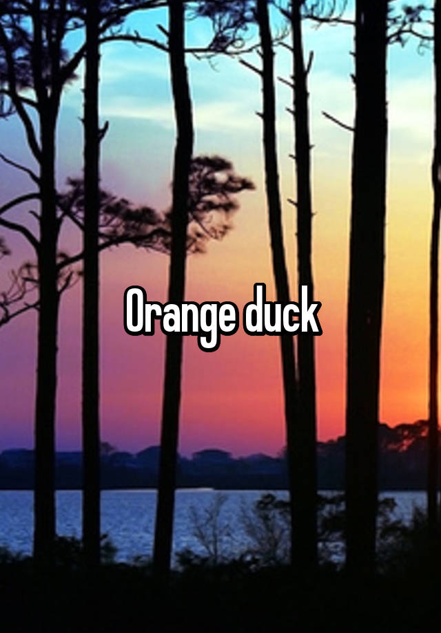 Orange duck
