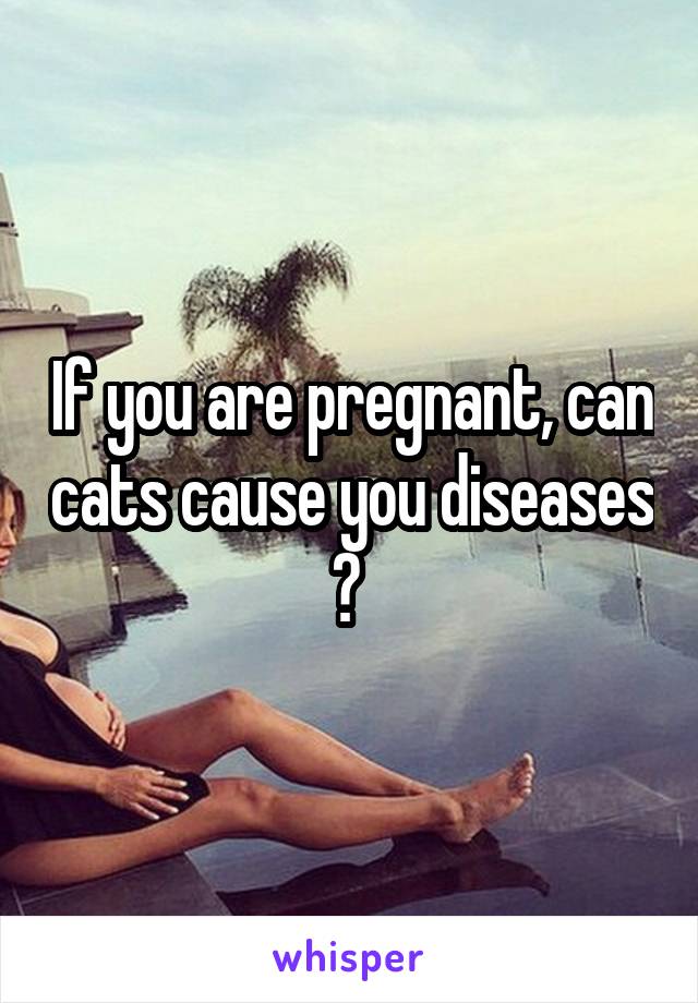 If you are pregnant, can cats cause you diseases ? 