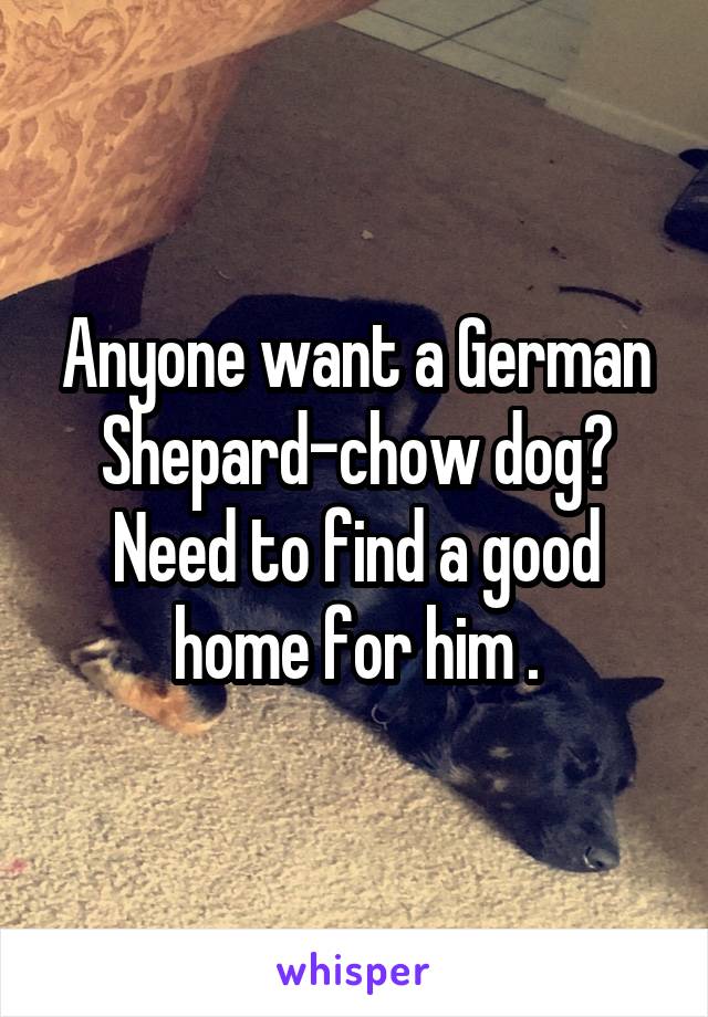 Anyone want a German Shepard-chow dog? Need to find a good home for him .