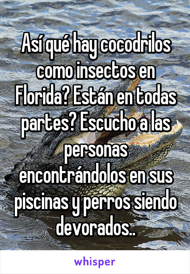 Así qué hay cocodrilos como insectos en Florida? Están en todas partes? Escucho a las personas encontrándolos en sus piscinas y perros siendo devorados..