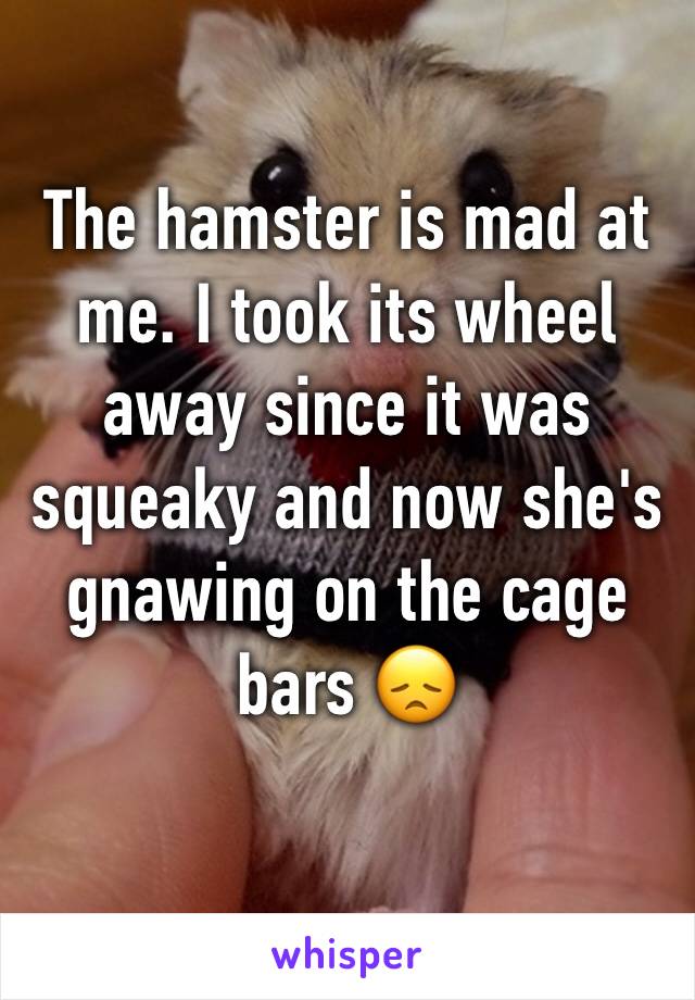 The hamster is mad at me. I took its wheel away since it was squeaky and now she's gnawing on the cage bars 😞
