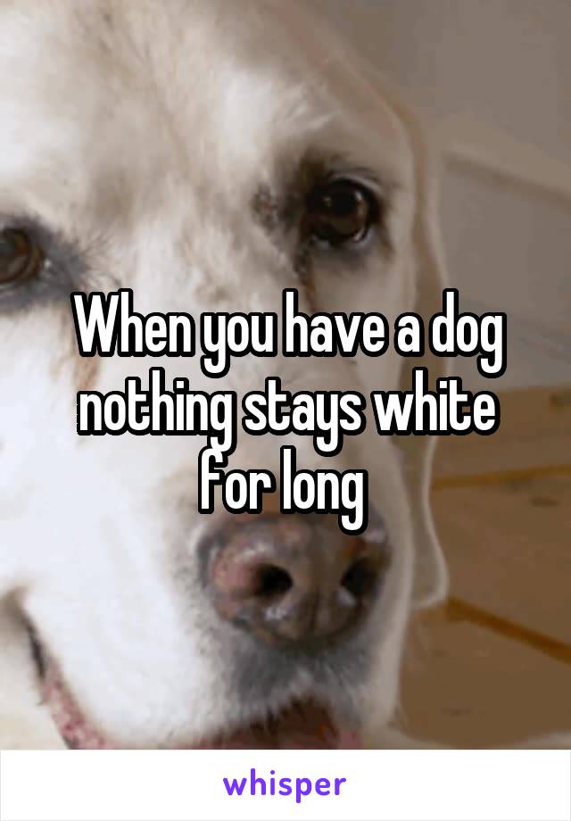 When you have a dog nothing stays white for long 