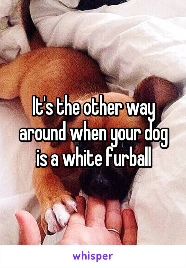 It's the other way around when your dog is a white furball