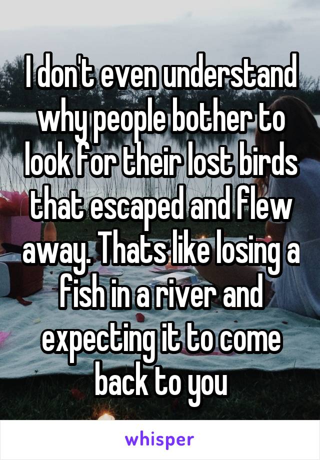 I don't even understand why people bother to look for their lost birds that escaped and flew away. Thats like losing a fish in a river and expecting it to come back to you