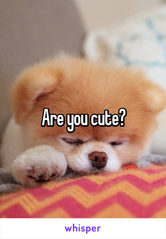 Are you cute?