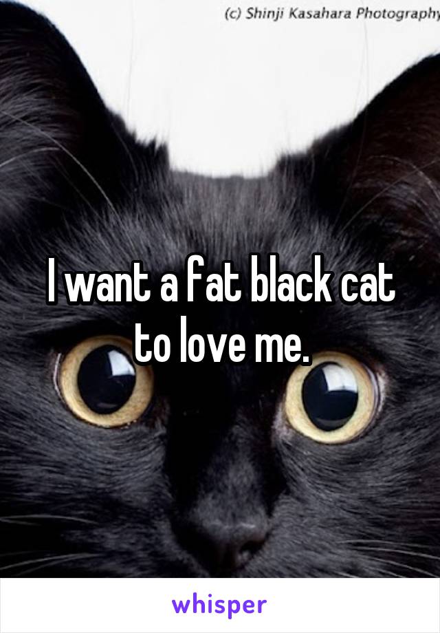 I want a fat black cat to love me.