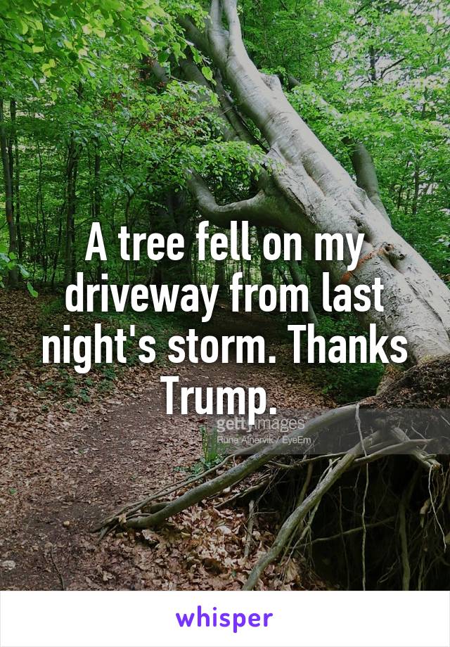 A tree fell on my driveway from last night's storm. Thanks Trump. 