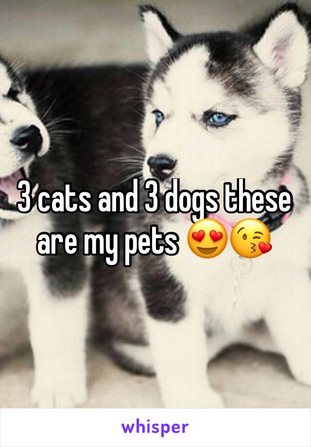 3 cats and 3 dogs these are my pets 😍😘