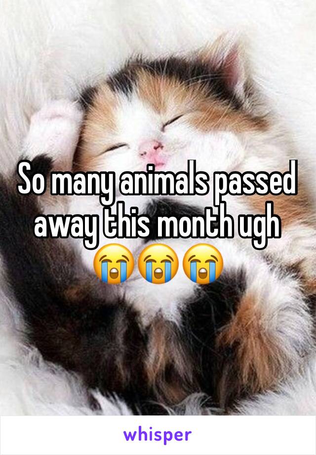 So many animals passed away this month ugh 😭😭😭