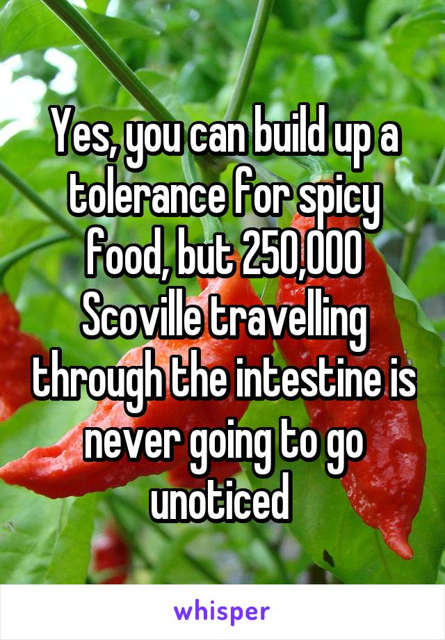 Yes, you can build up a tolerance for spicy food, but 250,000 Scoville travelling through the intestine is never going to go unoticed 