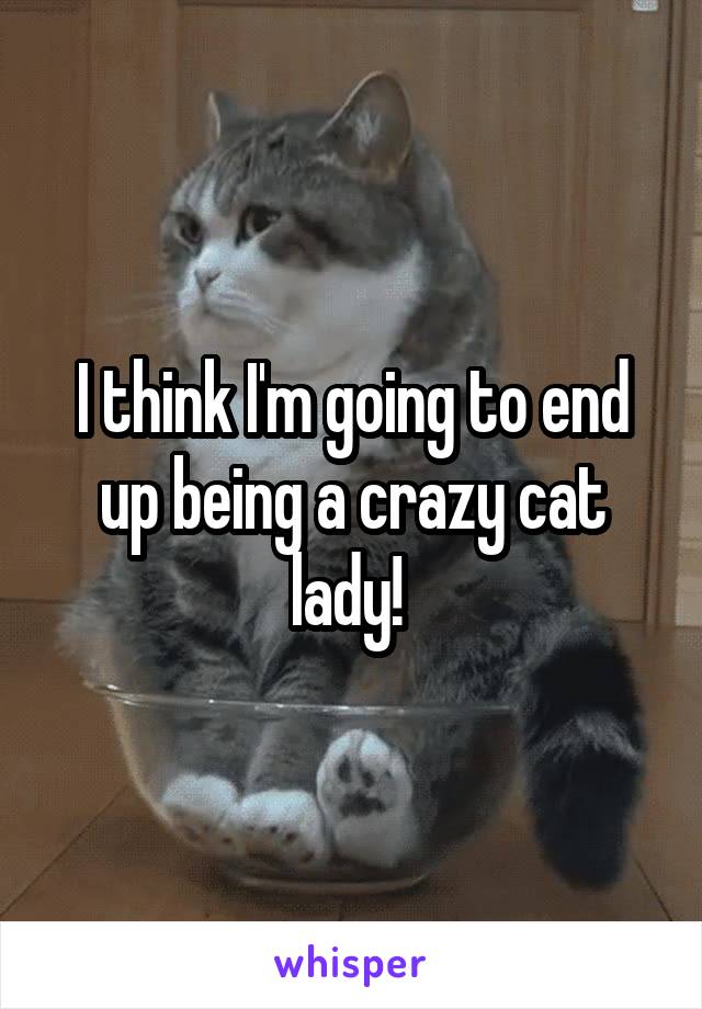 I think I'm going to end up being a crazy cat lady! 