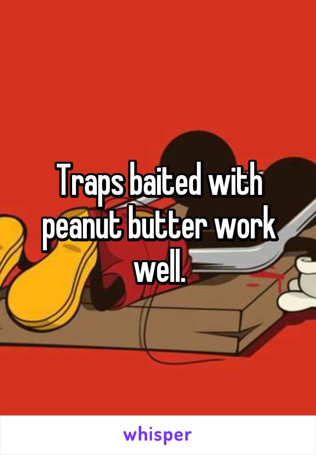 Traps baited with peanut butter work well.