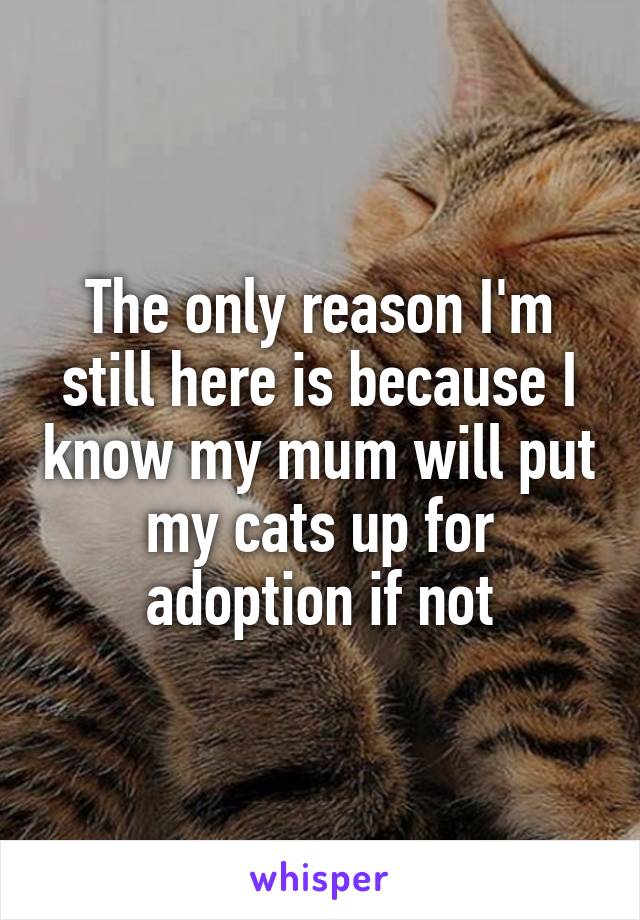 The only reason I'm still here is because I know my mum will put my cats up for adoption if not
