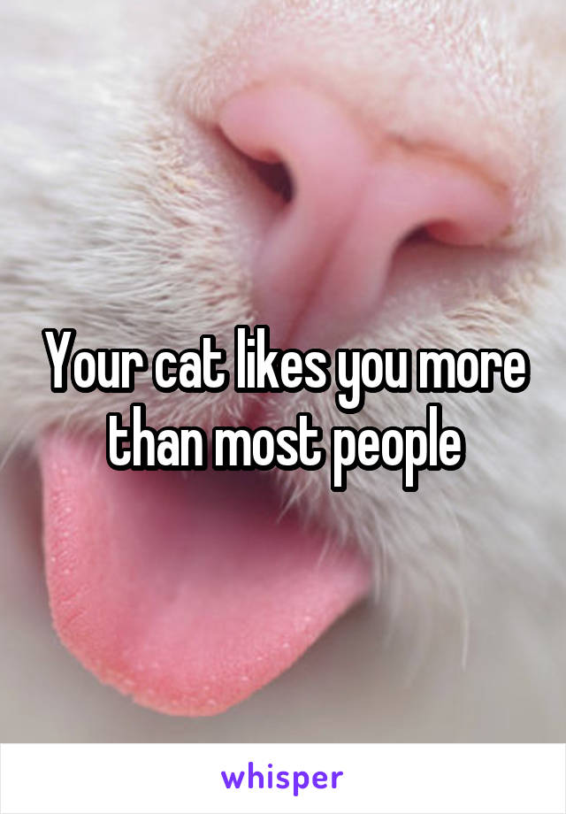 Your cat likes you more than most people