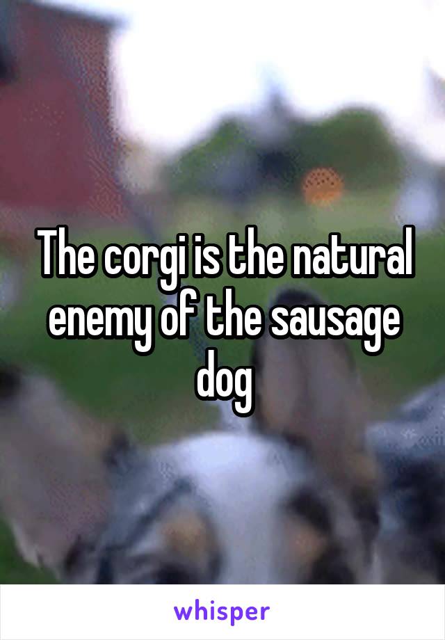 The corgi is the natural enemy of the sausage dog