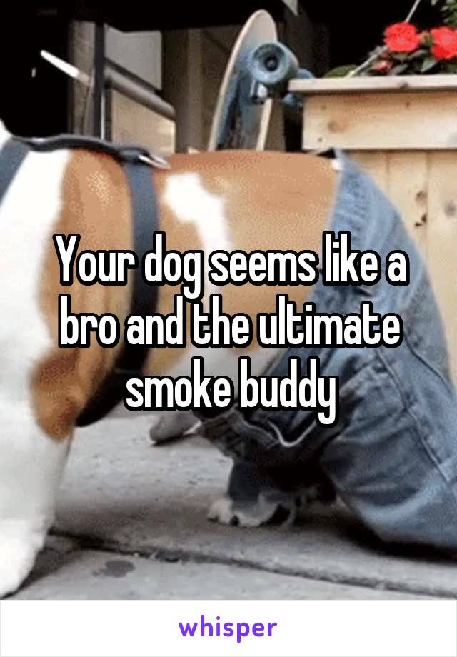 Your dog seems like a bro and the ultimate smoke buddy