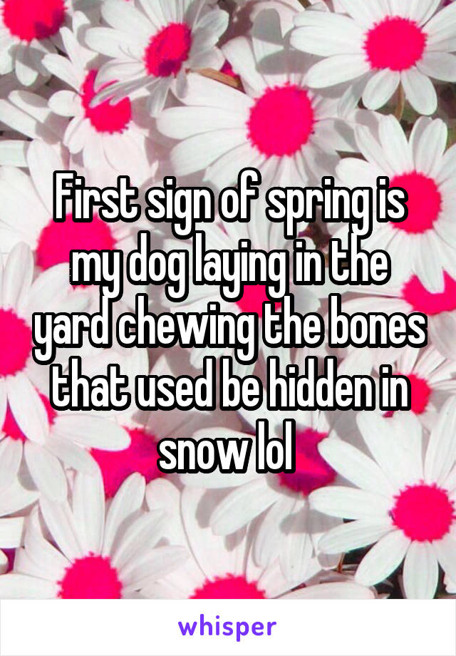 First sign of spring is my dog laying in the yard chewing the bones that used be hidden in snow lol 