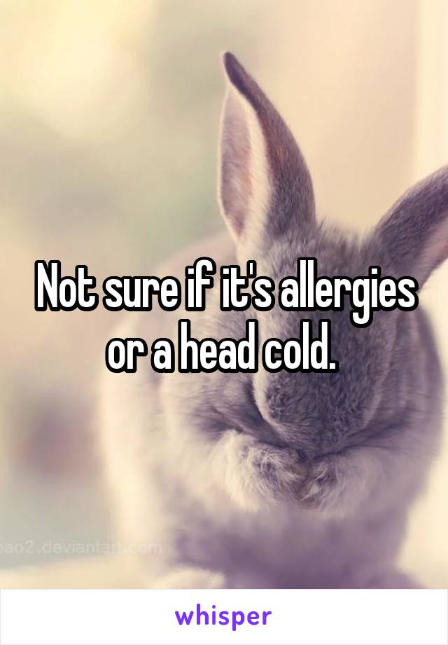 Not sure if it's allergies or a head cold. 