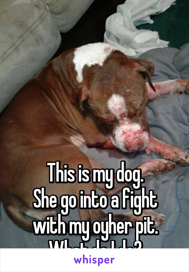 





This is my dog.
She go into a fight with my oyher pit. What do I do?