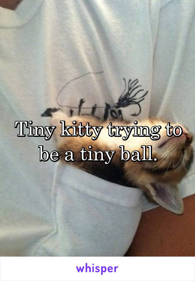 Tiny kitty trying to be a tiny ball.