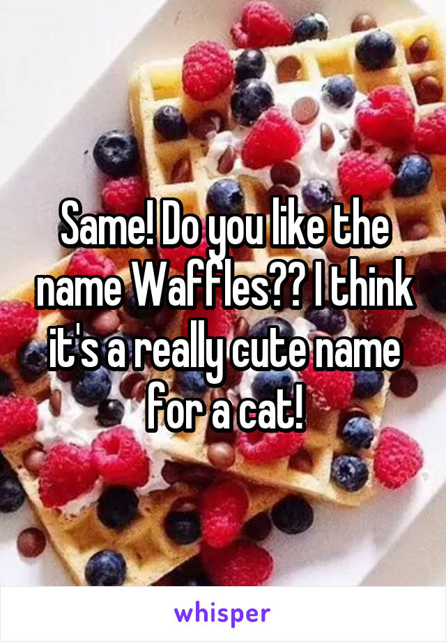 Same! Do you like the name Waffles?? I think it's a really cute name for a cat!