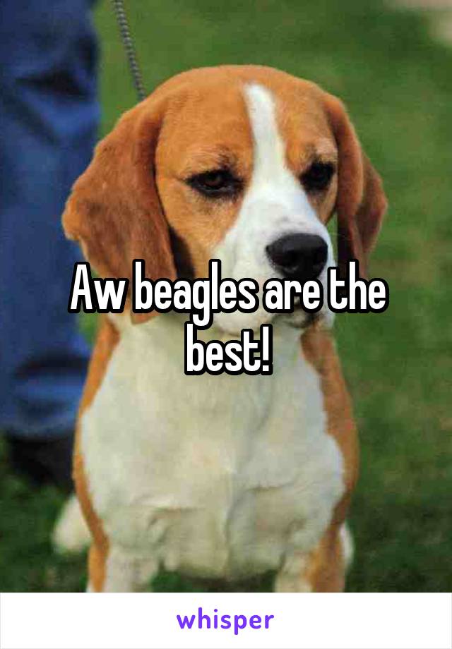 Aw beagles are the best!