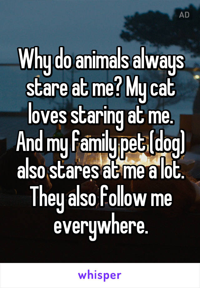 Why do animals always stare at me? My cat loves staring at me. And my family pet (dog) also stares at me a lot. They also follow me everywhere.