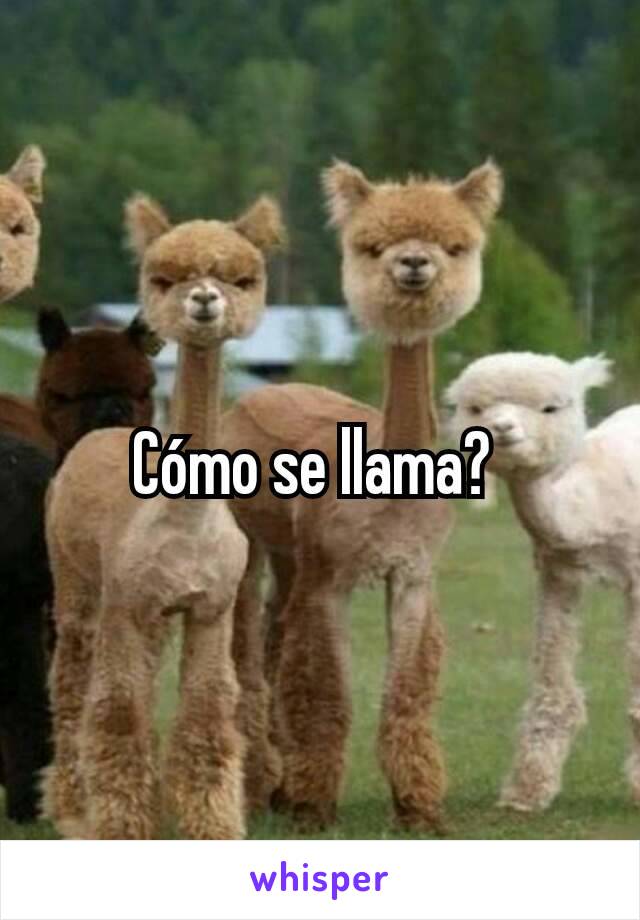 Cómo se llama? 