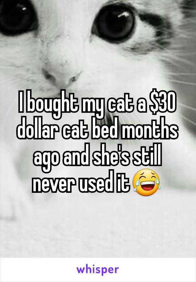 I bought my cat a $30 dollar cat bed months ago and she's still never used it😂