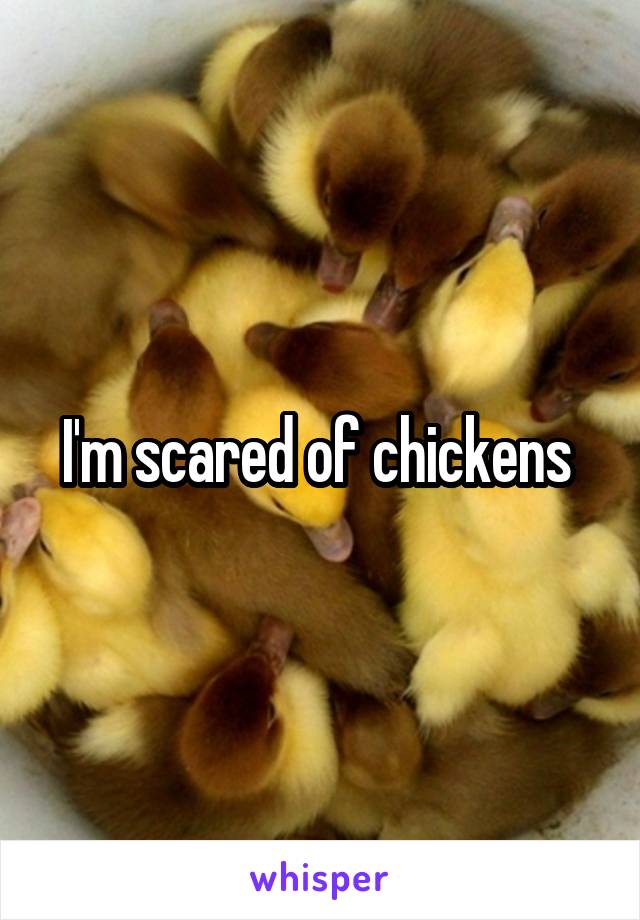 I'm scared of chickens 