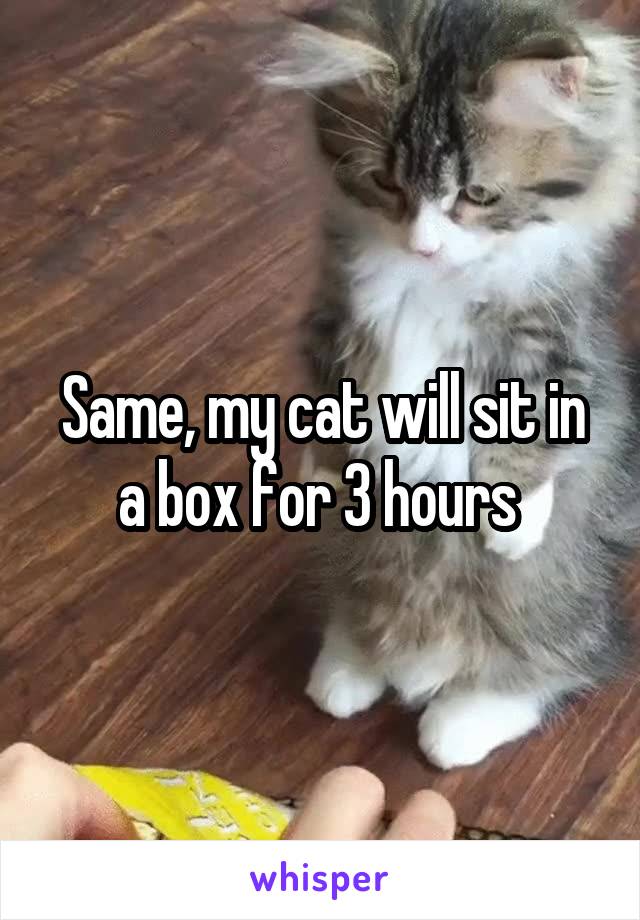 Same, my cat will sit in a box for 3 hours 