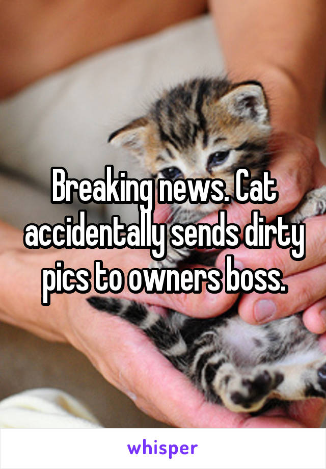 Breaking news. Cat accidentally sends dirty pics to owners boss.