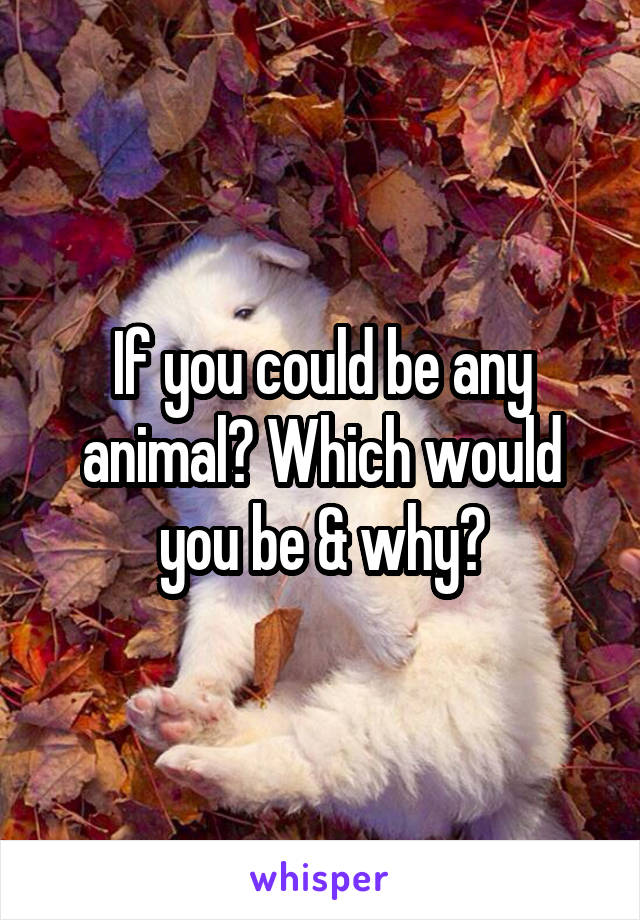 If you could be any animal? Which would you be & why?