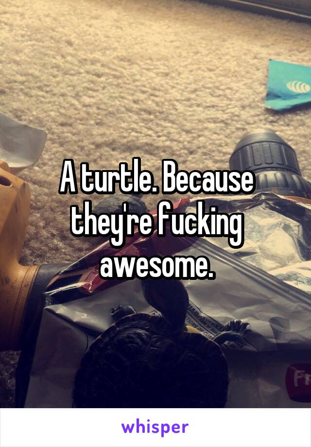 A turtle. Because they're fucking awesome.