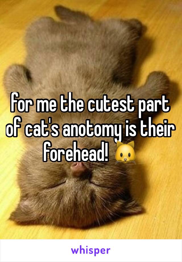 for me the cutest part of cat's anotomy is their forehead! 🐱