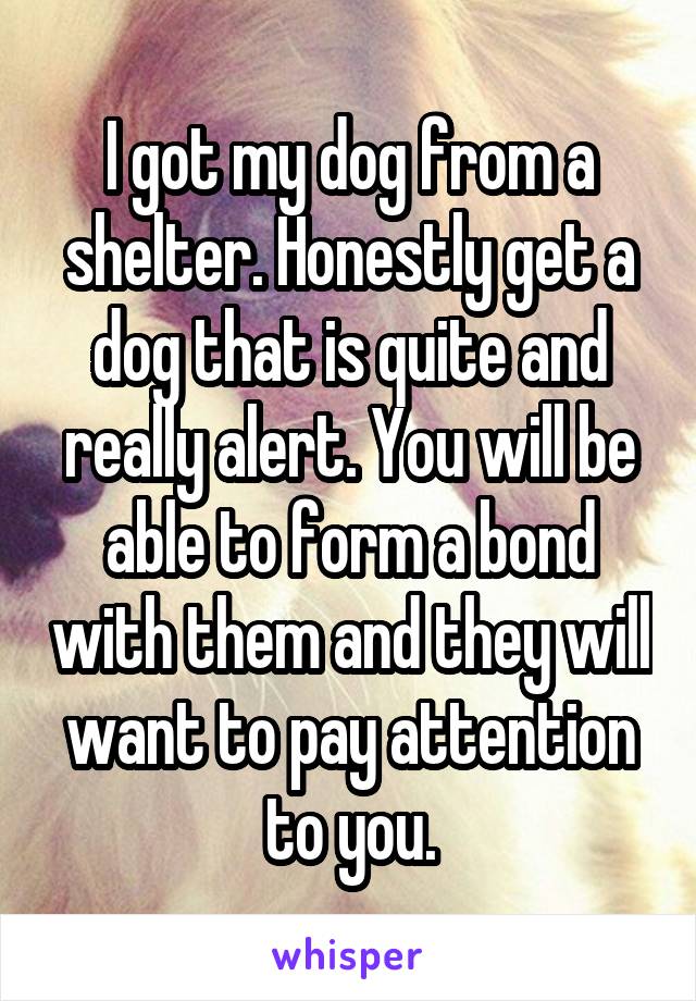 I got my dog from a shelter. Honestly get a dog that is quite and really alert. You will be able to form a bond with them and they will want to pay attention to you.