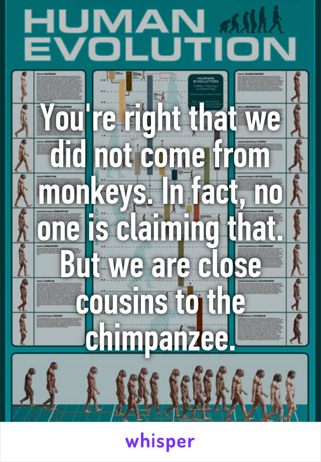 You're right that we did not come from monkeys. In fact, no one is claiming that. But we are close cousins to the chimpanzee.